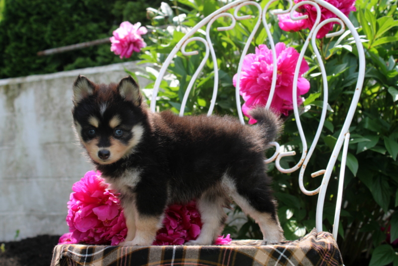 puppy, for, sale, Pomsky, Matthew B. Stoltzfus, dog, breeder, Gap, PA, dog-breeder, puppy-for-sale, forsale, nearby, find, puppyfind, locator, puppylocator, aca